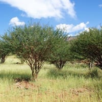 بذور الطلح العسلي - الضبة ( Acacia mellifera )