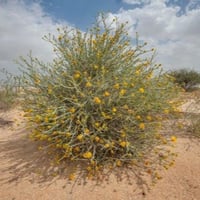 بذور العرفج ( Rhanterium epapposum )