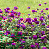 بذور زهرة جمفرينا ( Gomphrena globosa )