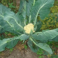 بذور القرنبيط - الزهرة البيضاء ( Brassica oleracea...