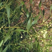 ‫بذور شجرة السنط الملحي‬ ( Acacia ampliceps )