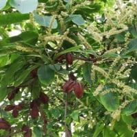 بذور شجرة ترمناليا أرجونا ( Terminalia arjuna )