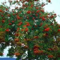 بذور شجرة السمن ( Sorbus aucuparia )