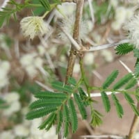 بذور طلح السيال ( Acacia johnwoodii )