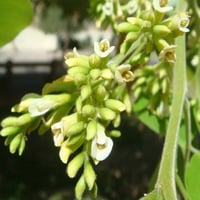 بذور شجرة ‫السرسوع - السيسم‬ ( Dalbergia sissoo )