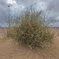 بذور الثمام - الدخن ( panicum turgidum )
