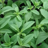 بذور ورق السكر - ستيفيا ( Stevia rebaudiana )