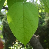 بذور شجرة كاتالبا الفول الهندي ( Catalpa bignonioi...