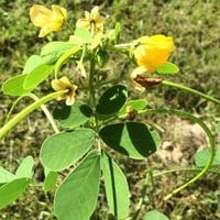 بذور عشبة سنا الصينية - المنجلية ( Senna obtusifol...