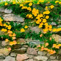 بذور متسلقة مخلب القط ( Macfadyena unguis )