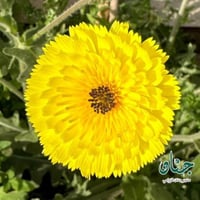 بذور زهرة الحوذان ( Picris babylonica )