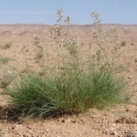 بذور عشبة الاذخر المكي ( Cymbopogon Schoenanthus )