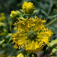 بذور عشبة الشذاب العطرية ( Ruta chalepensis )
