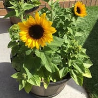 بذور دوار الشمس الأصفر ( Helianthus annuus )