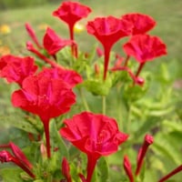 بذور زهرة شب الليل الحمراء - الساعة الرابعة ( Mira...