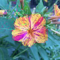 بذور زهرة شب الليل ثنائية اللون - وردي وأصفر ( Mir...