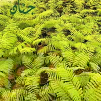 بذور الجاكرندا البنفسجية ( Jacaranda mimosifolia )