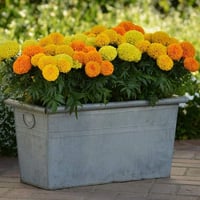 بذور القطيفة المخملية ( Tagetes erecta )