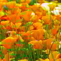 بذور زهرة ديدحان كاليفورنيا البرتقالي ( Eschscholz...