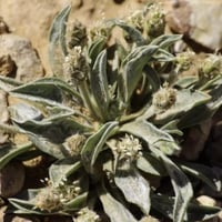 بذور عشبة القريطا - ربلة الوعر ( Plantago ciliata...