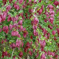 بذور شجرة القاع ( Terminalia prunioides )