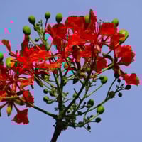 ‫بذور البونسيانا‬ الحمراء ( Delonix regia )