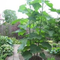 بذور شجرة باولونيا الصينية ( Paulownia elongata )