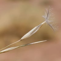 بذور عشبة النصي ( Stipagrostis )