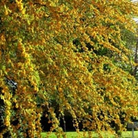 بذور شجرة طلح الفتنة ( Acacia farnesiana )