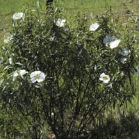 بذور شجيرة القريضة العنبرية ( Cistus Ladanifer )
