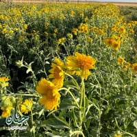 بذور نبات دوار الشمس البري ( Verbesina encelioides...