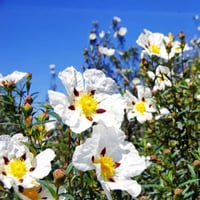 بذور شجيرة القريضة العنبرية ( Cistus Ladanifer )