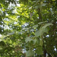 بذور شجرة الكاتالبا الصفراء ( Catalpa ovata )