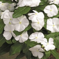 بذور البفتة البيضاء - الفينكا - الالونكا ( Cathara...