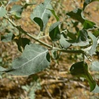 بذور الرغل العدسي ( Atriplex lentiformis )