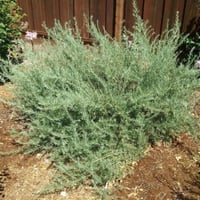 بذور شجيرة الرغل الملحي الابيض ( Atriplex canescen...