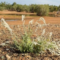 بذور شجيرة الطرف - الراء ( Aerva javanica )