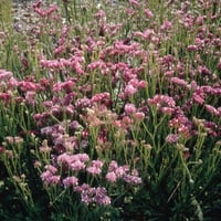 بذور زهرة ستاتيس الوردية - ليمونيوم ( Limonium sin...