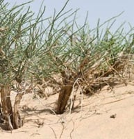 بذور شجيرة الرمث ( Haloxylon salicornicum )