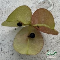 بذور شجرة المطر الذهبية ( Koelreuteria Paniculata...