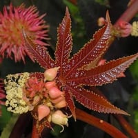 بذور شجرة الخروع ( Ricinus communis )