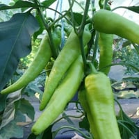 بذور الفلفل الحار الاخضر ( Capsicum annuum )