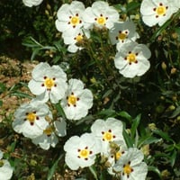 بذور شجيرة القريضة العنبرية ( Cistus Ladanifer )