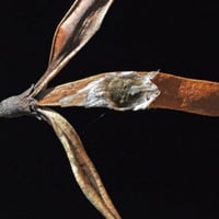 بذور شجيرة تيكوماريا ( Tecomaria Capensis )