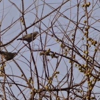 بذور شجرة التوت الهندي - املا ‫( Phyllanthus embli...