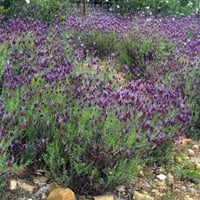 بذور اللافندر الفرنسي ( Lavandula stoechas )