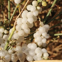 بذور القرضي ( Ochradenus baccatus )