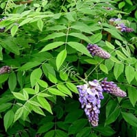 بذور شجرة ويستيريا البنفسجية ( Wisteria sinensis )
