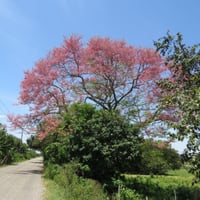 بذور شجرة كاسيا الوردية ( Cassia Grandis )