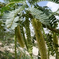 بذور الحراز النادرة - السنط الابيض ( Faidherbia Al...